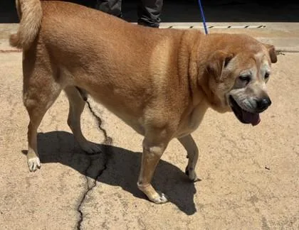A senior large-sized male Mixed Breed dog named Doc for adoption in Cumming, GA