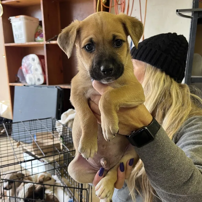 A baby small-sized male Apricot / Beige Mixed Breed dog named Tweedledum for adoption in Rockville, MD