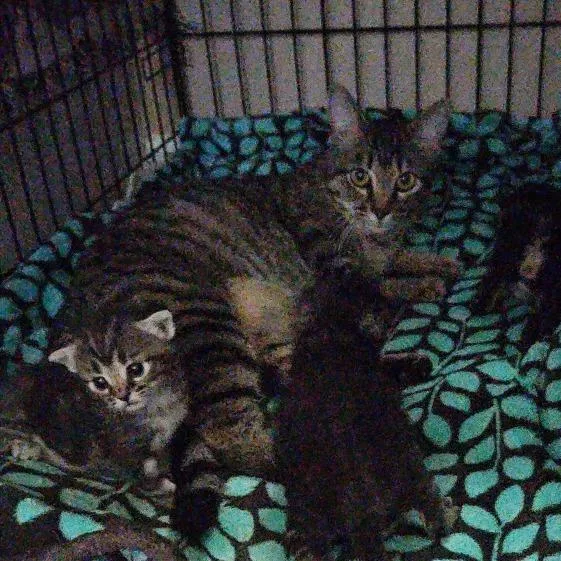 A young small-sized female Brown / Chocolate Domestic Short Hair cat named Brisby for adoption in Huntsville, AL