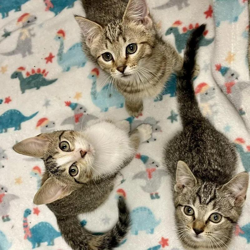 A baby medium-sized female Brown / Chocolate Domestic Short Hair cat named Pecan for adoption in Racine, WI