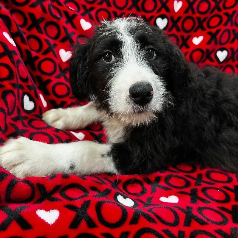 A baby large-sized female Black Bernedoodle dog named Faith for adoption in Bartonsville, PA