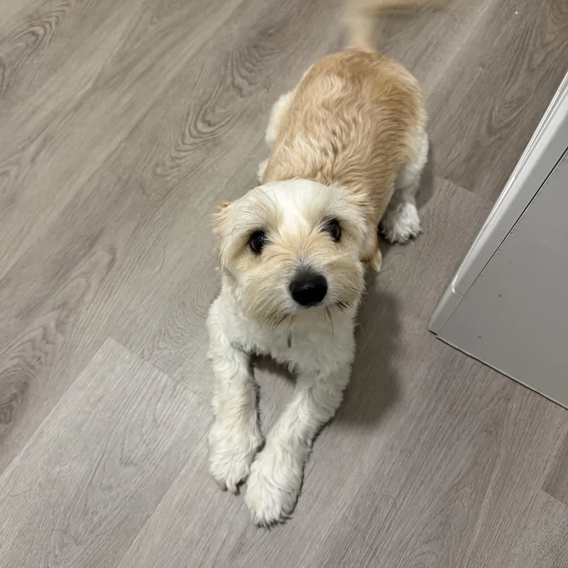 A young small-sized female Havanese dog named Mollie for adoption in San Diego, CA