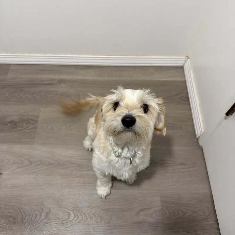 Mollie thumbnail 2