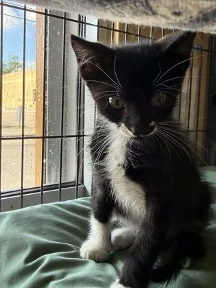 A baby small-sized unknown Domestic Short Hair cat named Biscuit for adoption in New Orleans, LA