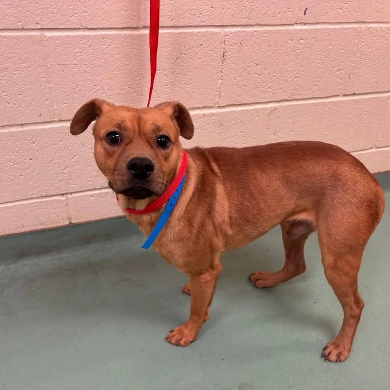 An adult medium-sized male Brown / Chocolate Mixed Breed dog named Bernard for adoption in Memphis, TN