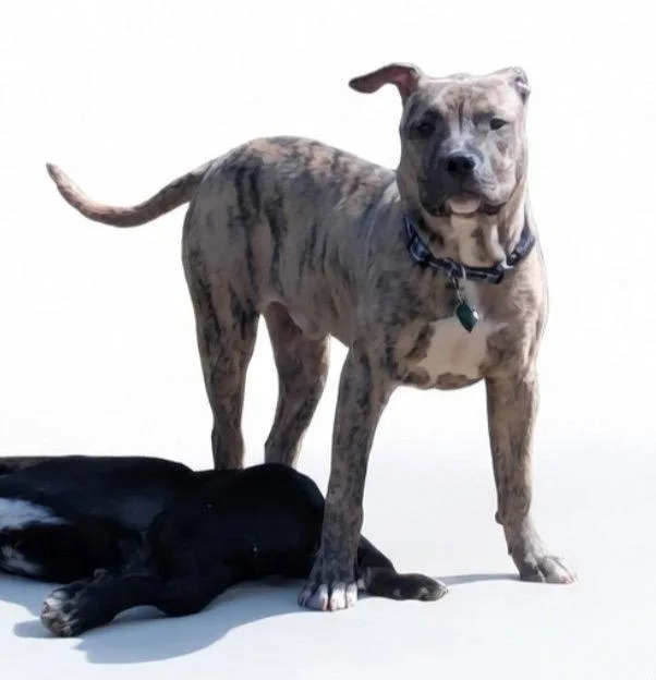 A baby large-sized male Pit Bull Terrier dog named Frank for adoption in Oxford, MI