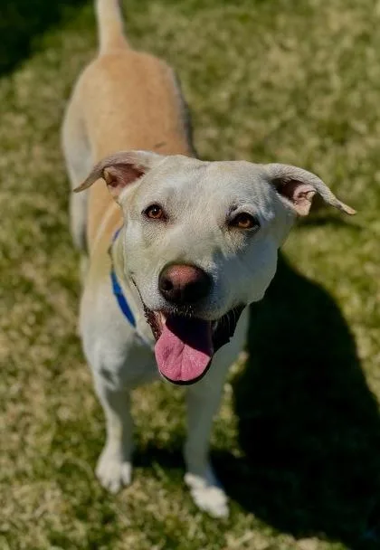 An adult large-sized male Mixed Breed dog named Kaladin for adoption in Missoula, MT