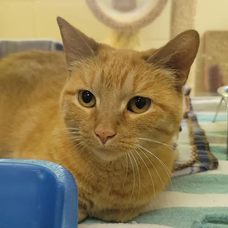 An adult medium-sized female Orange / Red Domestic Short Hair cat named Flamenco for adoption in Plover, WI