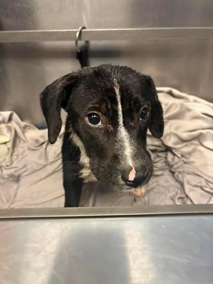 A baby small-sized male Mixed Breed dog named Firebird for adoption in Chamblee, GA