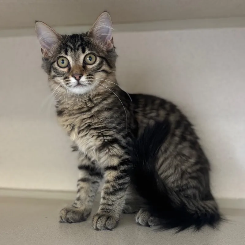 A baby small-sized female Black Domestic Long Hair cat named Madison for adoption in Marshalltown, IA