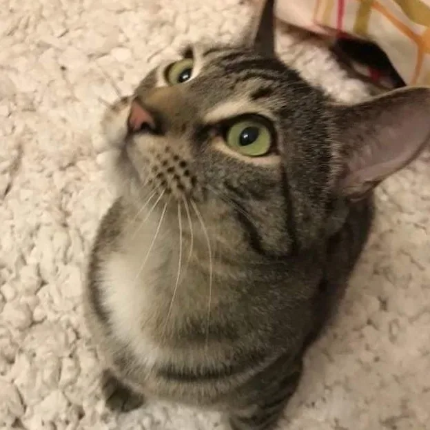 An adult medium-sized male Tabby (Brown / Chocolate) Domestic Short Hair cat named Bishop for adoption in Philadelphia, PA