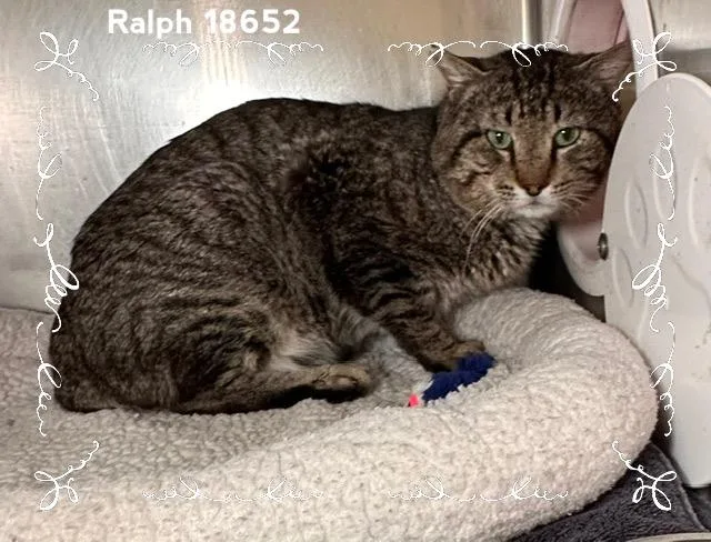 Ralph thumbnail 2