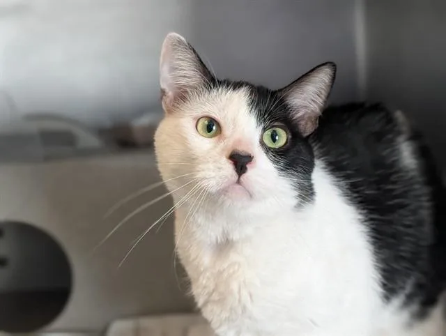 An adult small-sized male Domestic Short Hair cat named Pingu for adoption in Camarillo, CA