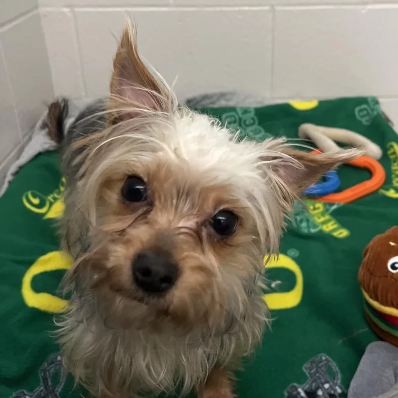 An adult small-sized male Golden Yorkshire Terrier dog named Yorkshire Pudding for adoption in Fort Wayne, IN