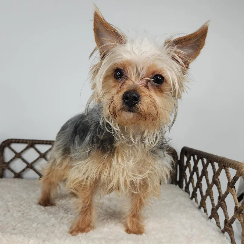 Yorkshire Pudding thumbnail 2