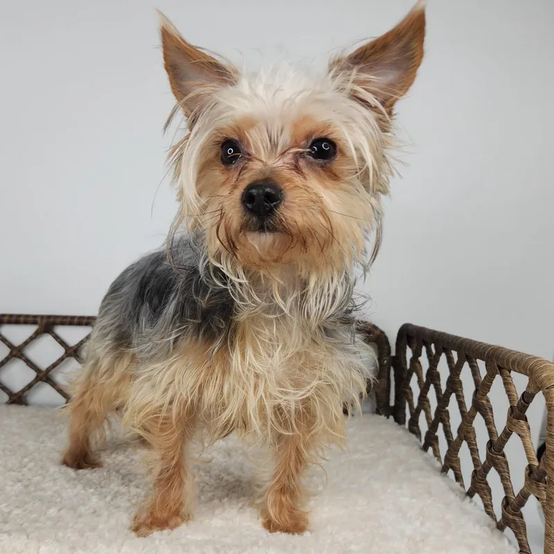 Yorkshire Pudding thumbnail 3