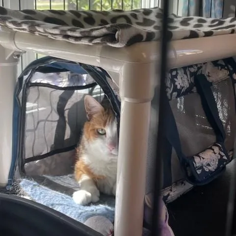 An adult medium-sized female Tabby (Tiger Striped) Domestic Short Hair cat named Foxy for adoption in Attleboro, MA