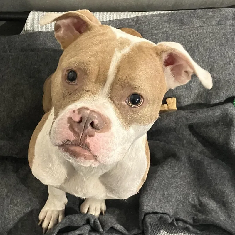 An adult medium-sized female Yellow / Tan / Blond / Fawn Pit Bull Terrier dog named Sally for adoption in Binghamton, NY