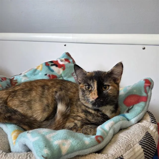 A baby small-sized female Domestic Short Hair cat named Quinn for adoption in Palmetto, FL