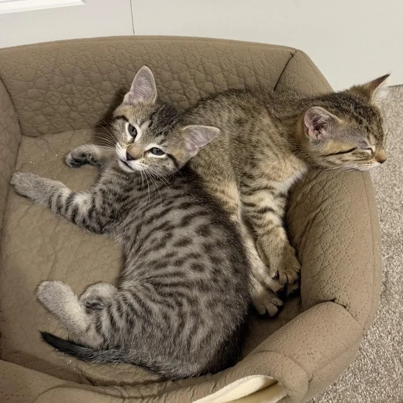 A baby small-sized female Brown / Chocolate Domestic Short Hair cat named DJ Tanner for adoption in Buffalo, MN