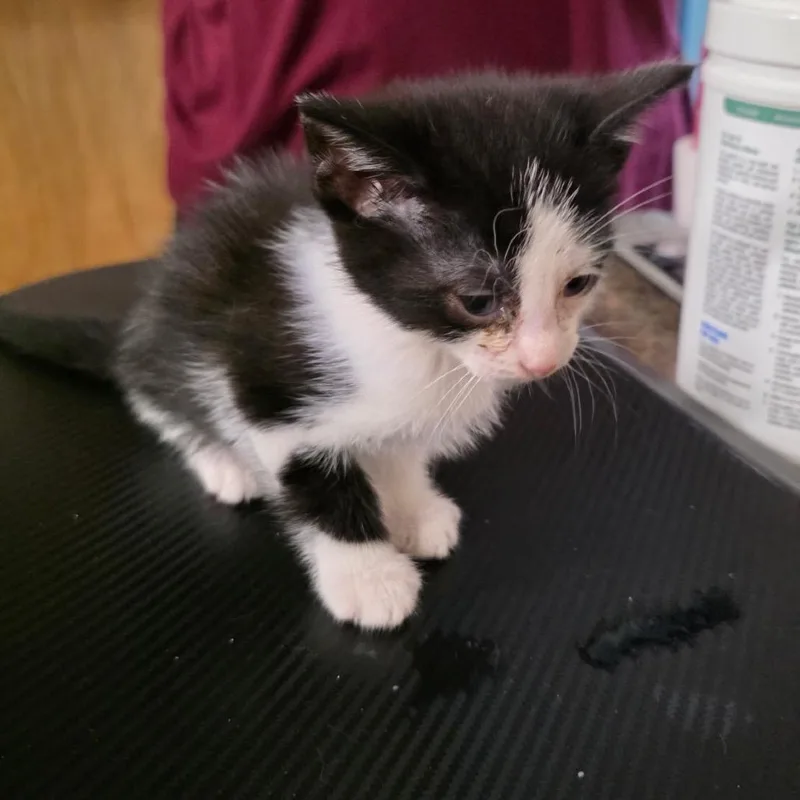 A baby small-sized male Black Domestic Short Hair cat named Jagular for adoption in Eureka Springs, AR