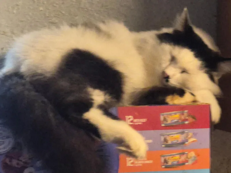 An adult medium-sized female Black & White / Tuxedo Domestic Medium Hair cat named Bianca for adoption in Oviedo, FL