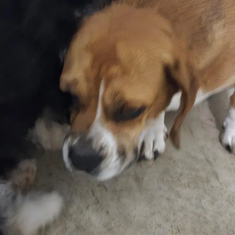 Millie thumbnail 2