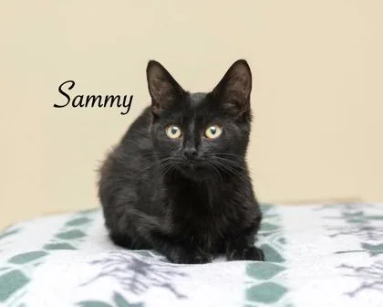 A baby small-sized male Domestic Short Hair cat named Sammy for adoption in Parma, OH