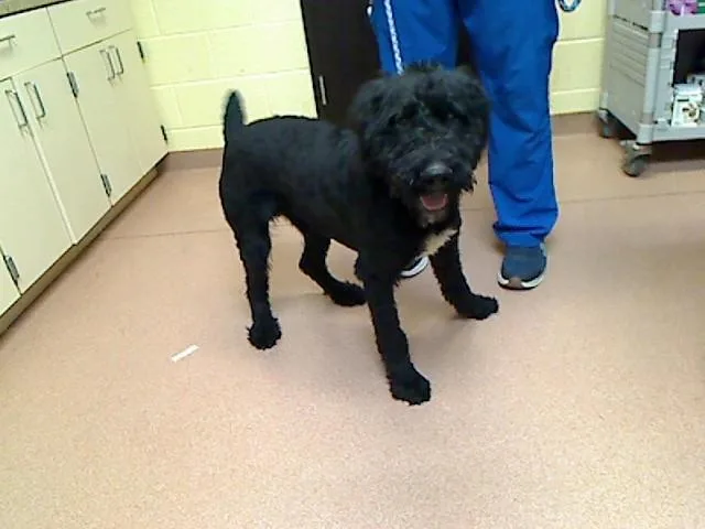 A young large-sized male Poodle dog named Skipper for adoption in Cookeville, TN