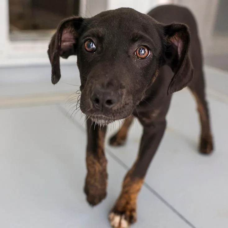 A baby medium-sized female Black Mixed Breed dog named May for adoption in Bradenton, FL