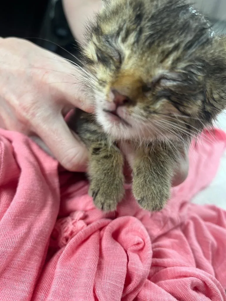 A baby large-sized female Domestic Short Hair cat named Sass for adoption in Cartersville , GA