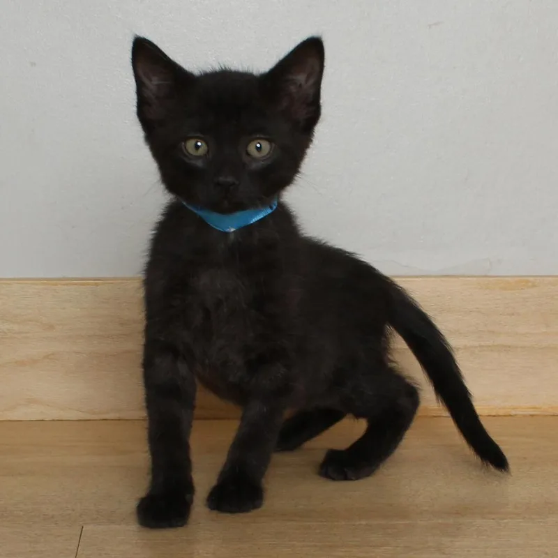 A baby small-sized male Black Domestic Short Hair cat named Caramel C for adoption in Minnetonka, MN