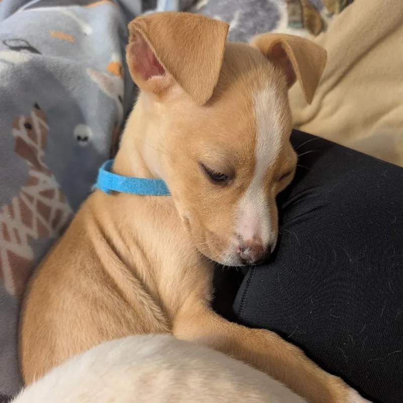 A baby small-sized female Pit Bull Terrier dog named Elpis D for adoption in Princeton, MN
