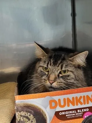 An adult medium-sized female Domestic Long Hair cat named Moscato for adoption in Fishers, IN