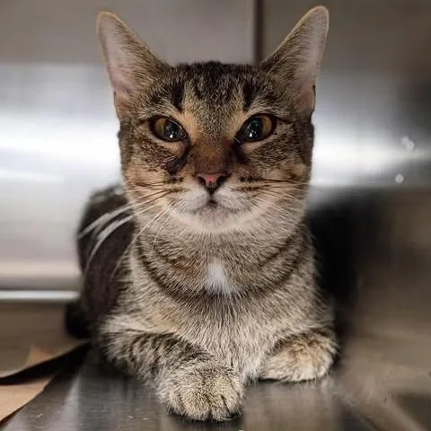 A young small-sized female Brown / Chocolate Domestic Short Hair cat named Priscilla for adoption in Washington, DC