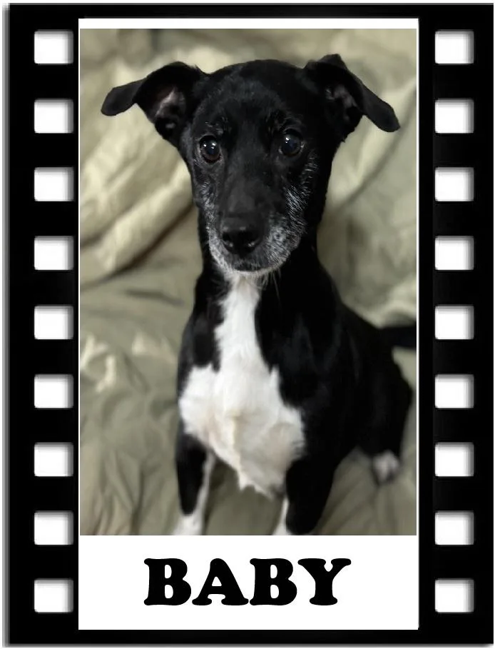 An adult small-sized female Black Chihuahua dog named Baby for adoption in Navarre, FL