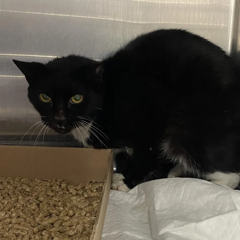 An adult medium-sized male Black Domestic Short Hair cat named Boots for adoption in Newark, NJ