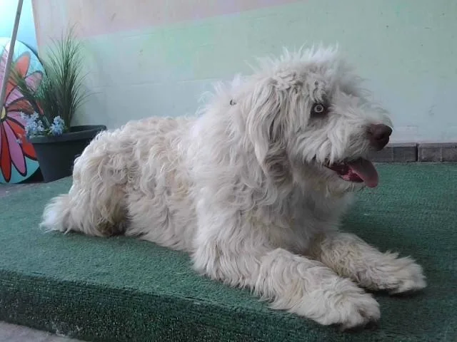 A young medium-sized male Old English Sheepdog dog named Winston for adoption in Baldwin Park, CA