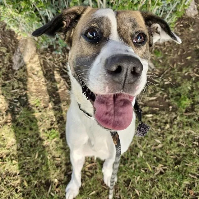 An adult large-sized male Pit Bull Terrier dog named Duke for adoption in Phoenix, AZ