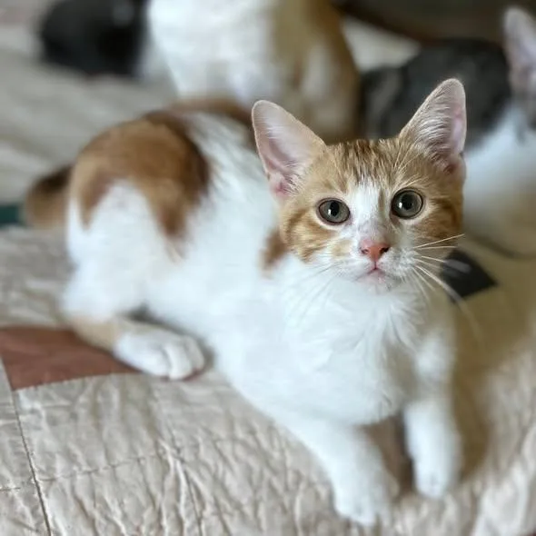 A baby small-sized female Orange & White Domestic Short Hair cat named Millie for adoption in Flint, TX