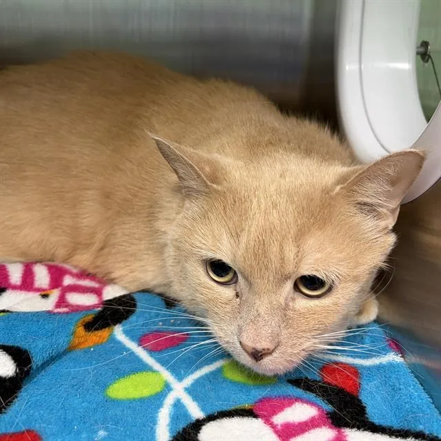 An adult small-sized female Domestic Short Hair cat named Kiwi for adoption in Centerville, MA