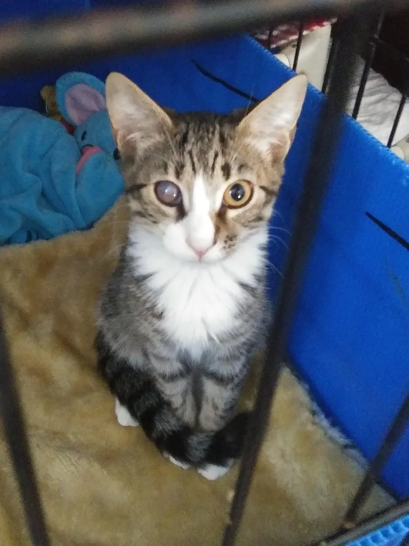 A baby medium-sized female Tabby (Brown / Chocolate) Domestic Short Hair cat named Wren for adoption in Port Wentworth, GA