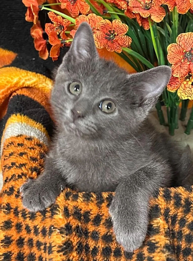 A baby small-sized female Domestic Short Hair cat named Rose for adoption in Stillwater, OK
