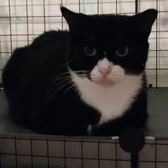 An adult large-sized male Black Domestic Short Hair cat named Yoshi for adoption in Miami, FL