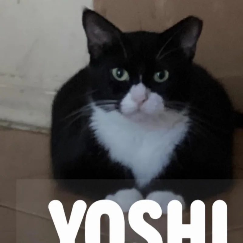 Yoshi thumbnail 3