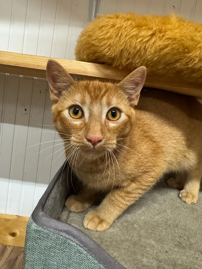 A young medium-sized male Orange / Red Domestic Short Hair cat named Steve for adoption in Blairsville, GA