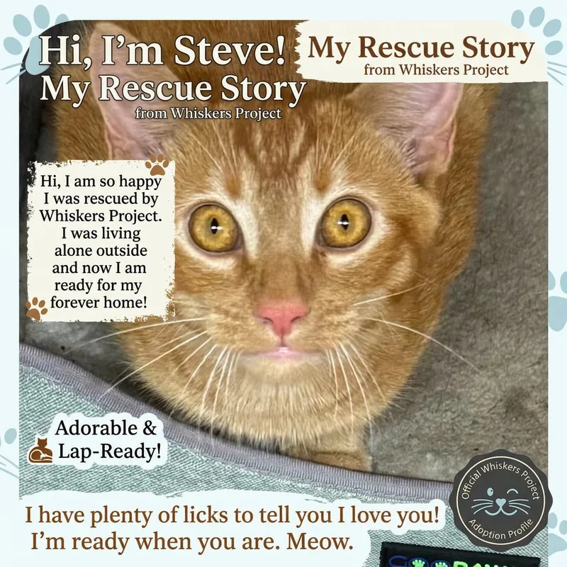 Steve thumbnail 2