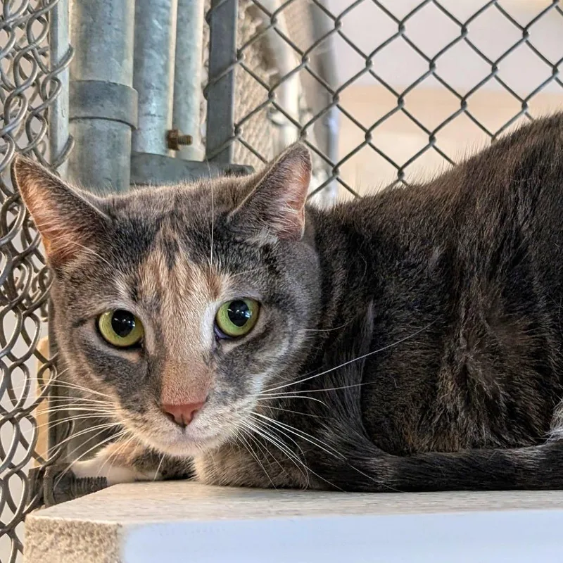 An adult large-sized female Tortoiseshell Domestic Short Hair cat named Janine for adoption in Birdsboro, PA