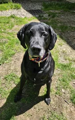 A senior extra large-sized male Labrador Retriever dog named Happy for adoption in Scotia, NY