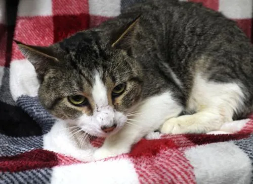 An adult medium-sized male Domestic Short Hair cat named Elroy for adoption in Thief River Falls, MN